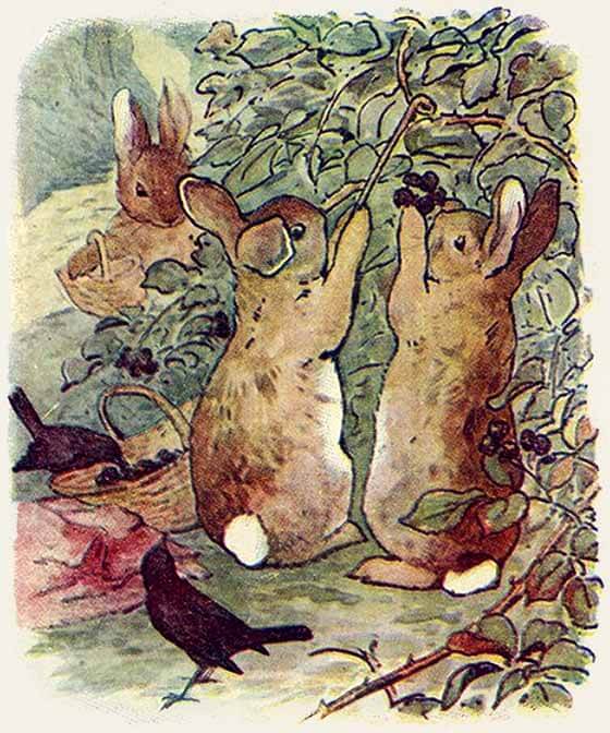 Flopsy, Mopsy, and Cotton-Tail picking blackberries